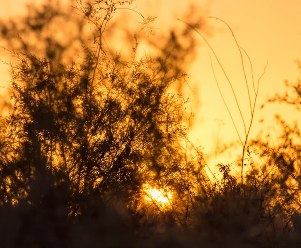 Natur — Stockfoto