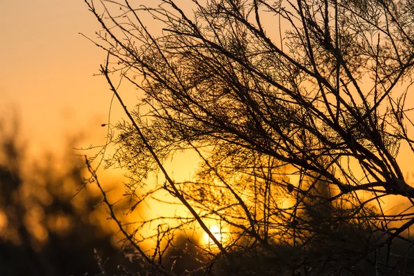 Natur — Stockfoto