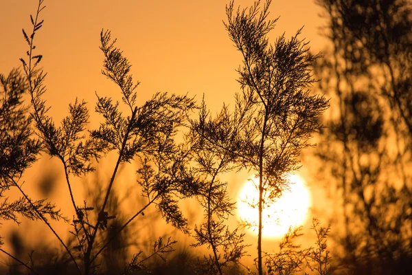 Natur — Stockfoto