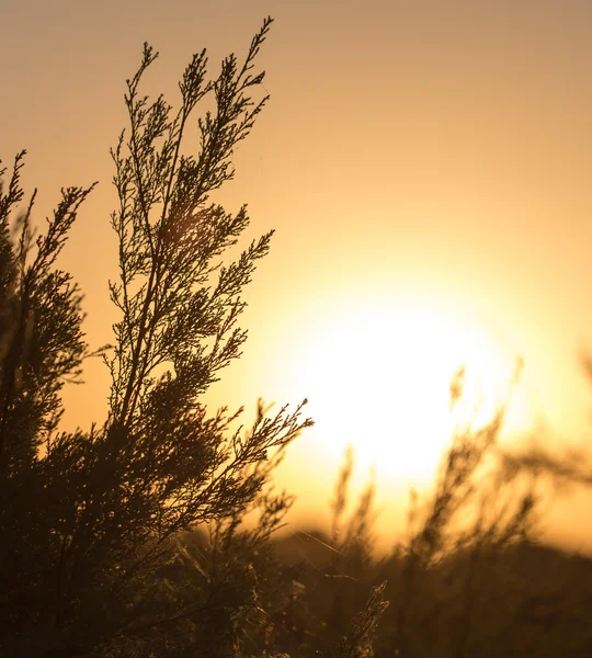 Natur — Stockfoto