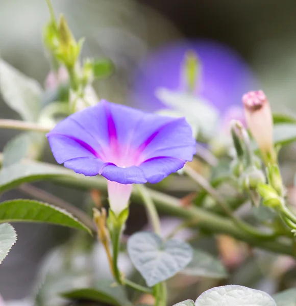 Naturaleza —  Fotos de Stock