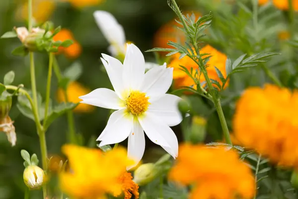 Natuur — Stockfoto