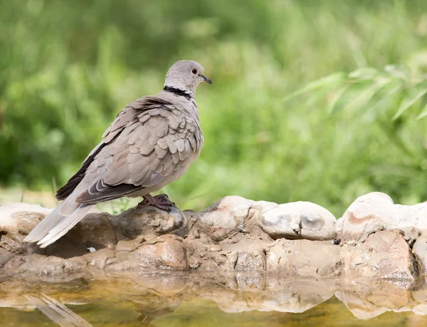 Naturaleza — Foto de Stock