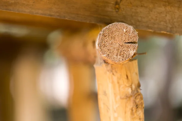 Baumstämme auf dem Vordach — Stockfoto