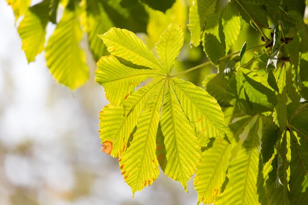 Naturaleza —  Fotos de Stock