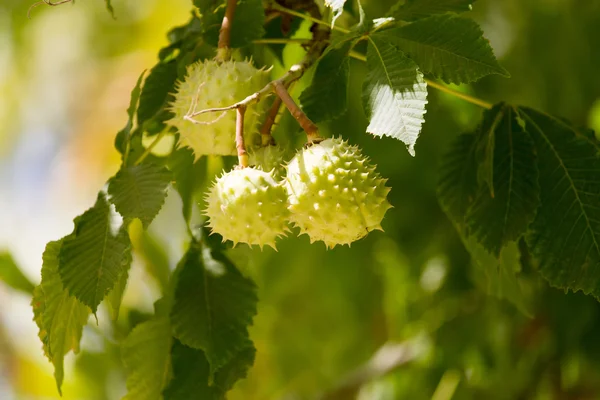 Nature — Stock Photo, Image