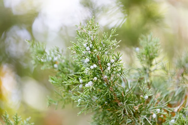 Natura — Foto Stock