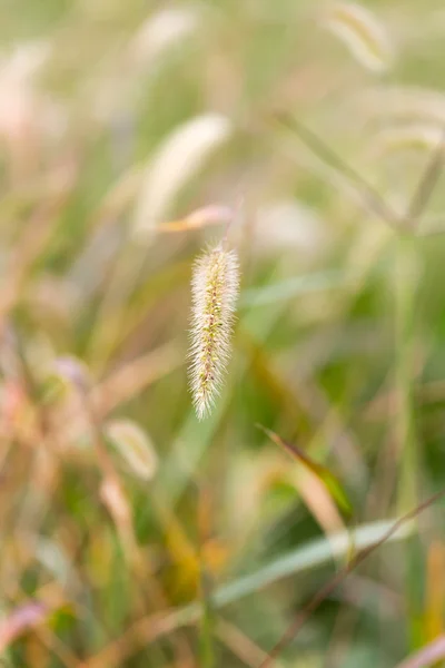 Nature — Stock Photo, Image