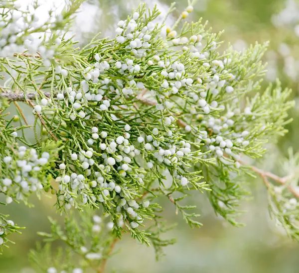 Natureza — Fotografia de Stock