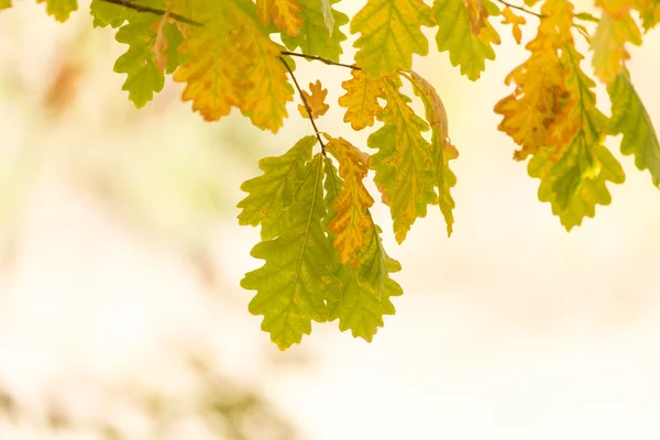 Naturaleza — Foto de Stock