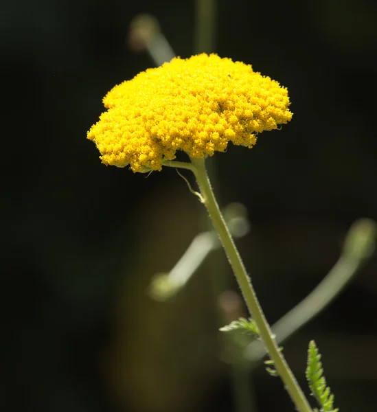 Nature — Stock Photo, Image