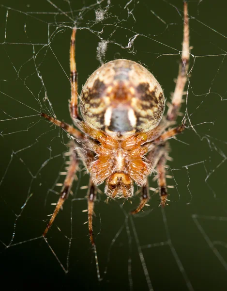 Animal — Stock Photo, Image