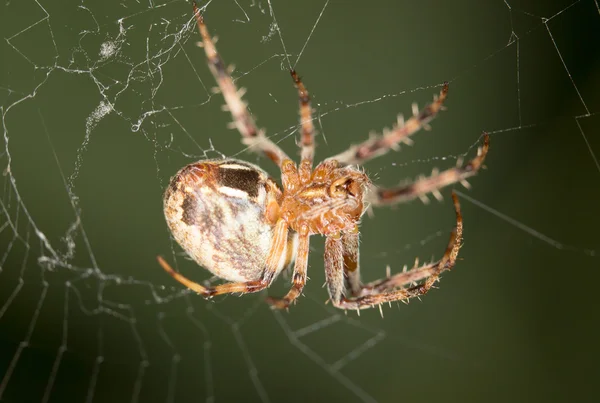 Animal — Stock Photo, Image