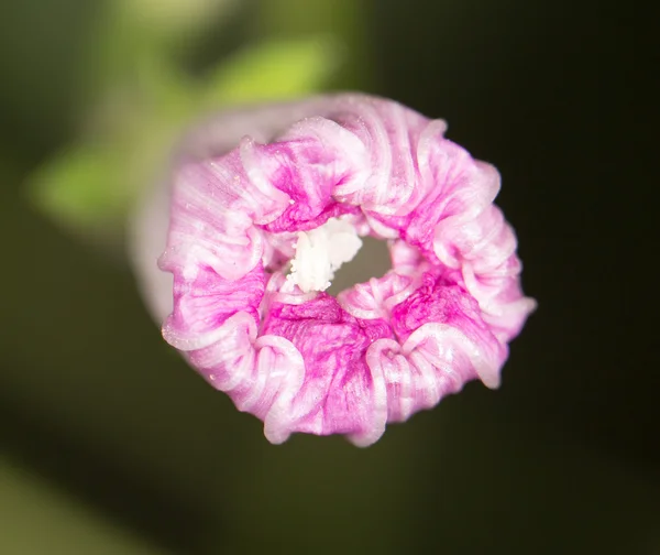 Natureza — Fotografia de Stock