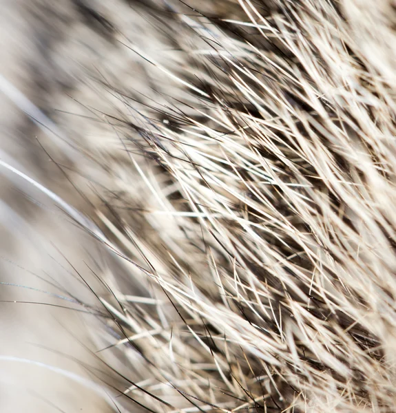 Animali — Foto Stock