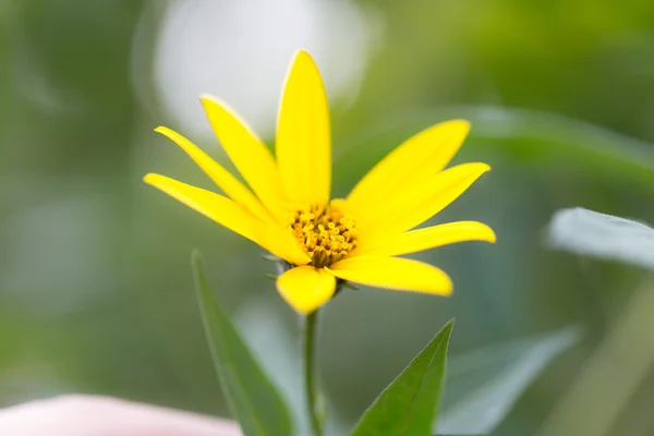 Natuur — Stockfoto