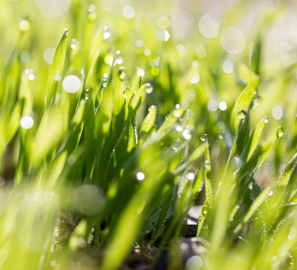 Natuur — Stockfoto