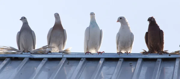 Animales. — Foto de Stock