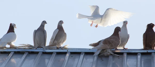 動物 — ストック写真