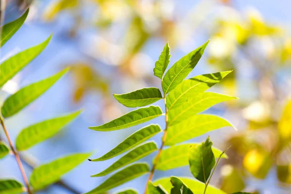 Natura — Foto Stock