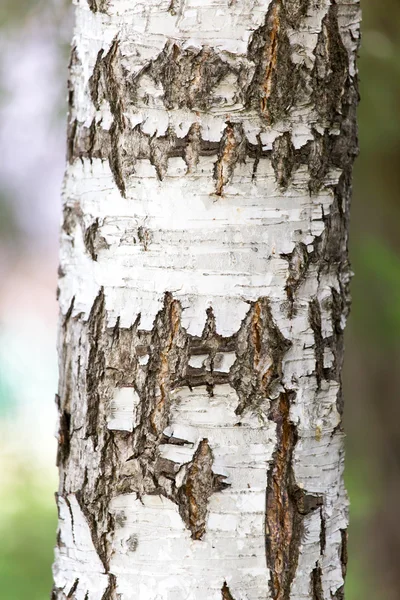 Natur — Stockfoto