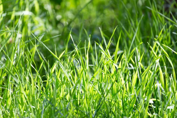 Naturaleza —  Fotos de Stock