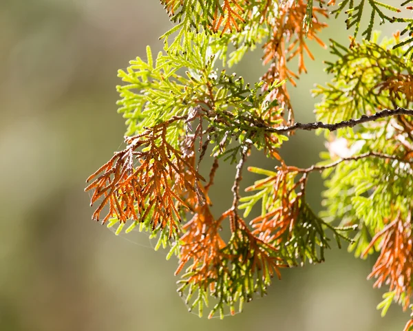 Natura — Foto Stock