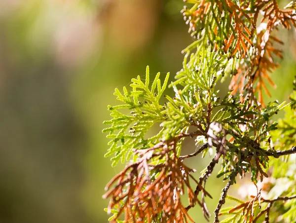 Nature — Stock Photo, Image