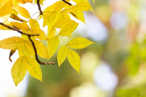 Naturaleza — Foto de Stock