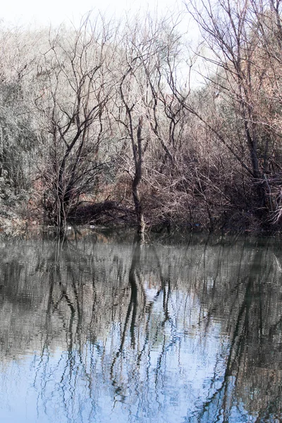 Nature — Stock Photo, Image