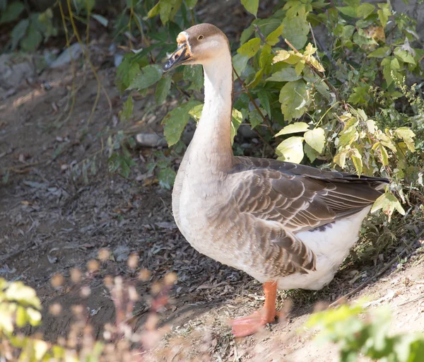 Příroda — Stock fotografie