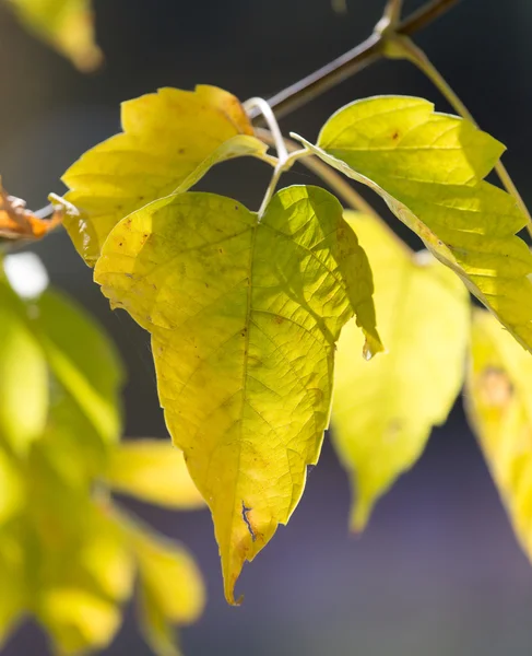 Nature — Stock Photo, Image