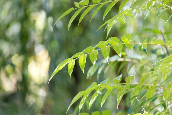 Natura — Foto Stock