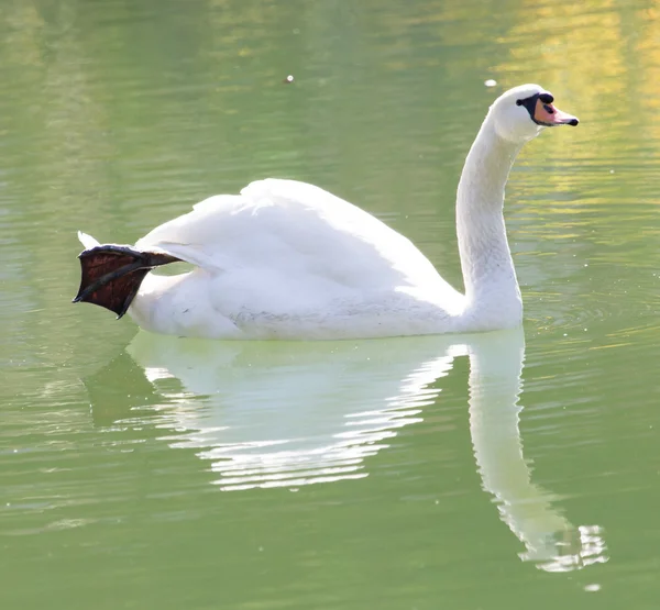 Natur — Stockfoto