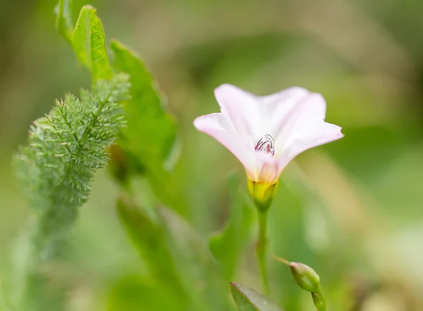 Natuur — Stockfoto