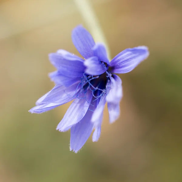 Natur — Stockfoto