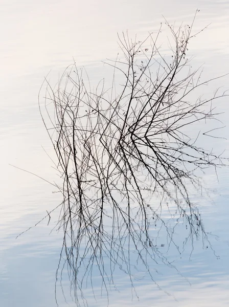 Naturaleza — Foto de Stock