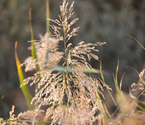 Nature — Stock Photo, Image