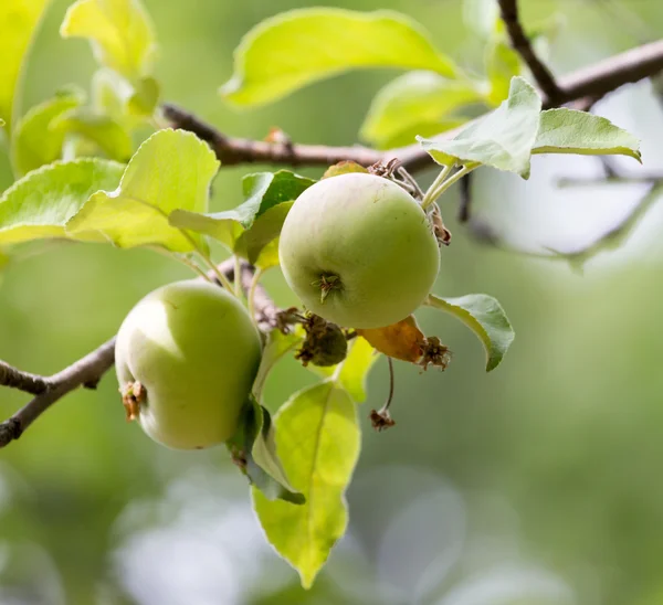 Naturaleza — Foto de Stock