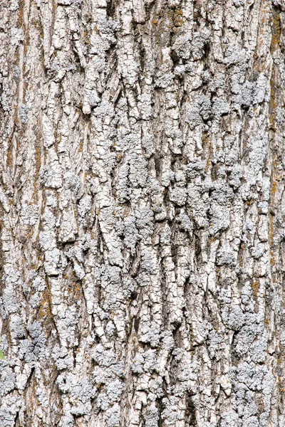 Arka plan ağaç kabuğu — Stok fotoğraf