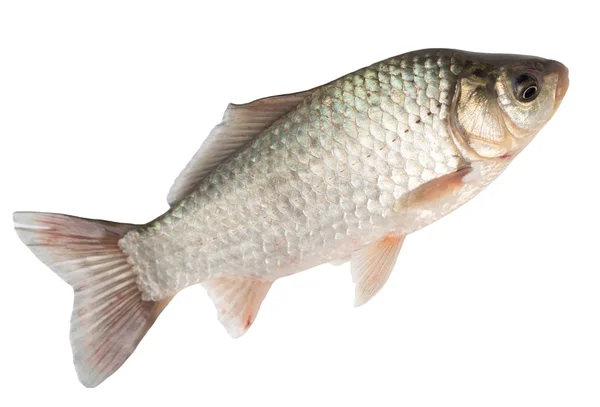 White Crappie Fish Isolated White Background — Stock Photo © Fishvector