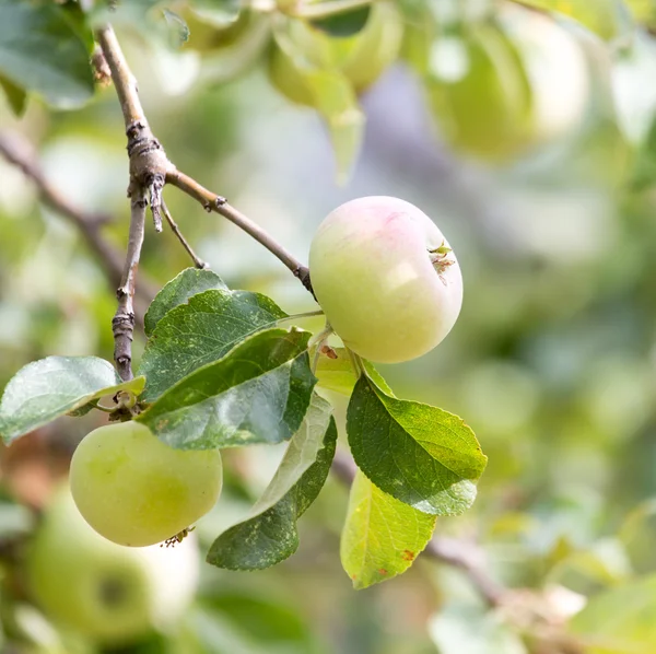 Natura — Foto Stock