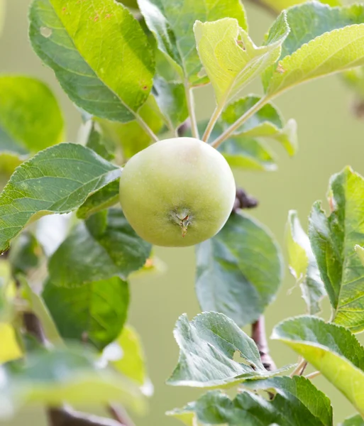 Naturaleza — Foto de Stock