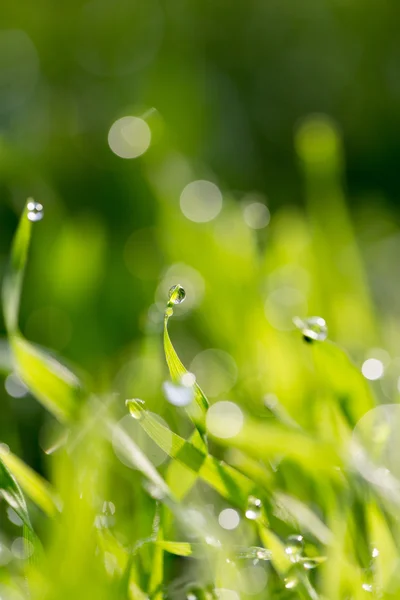 Naturaleza — Foto de Stock