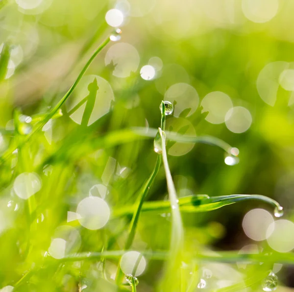 Natuur — Stockfoto