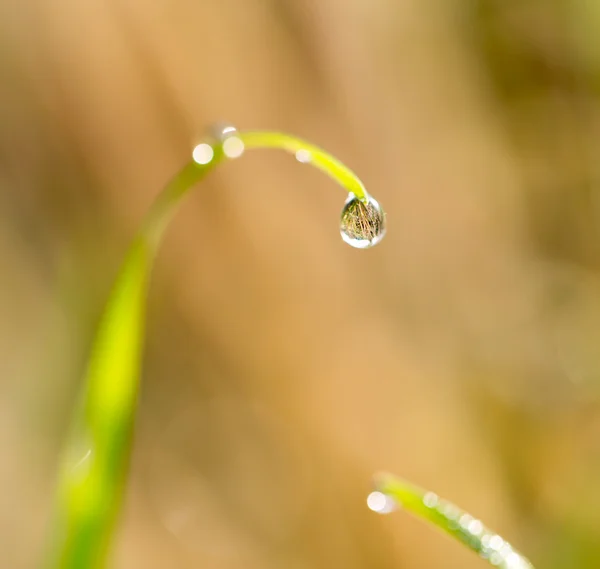 Nature — Stock Photo, Image