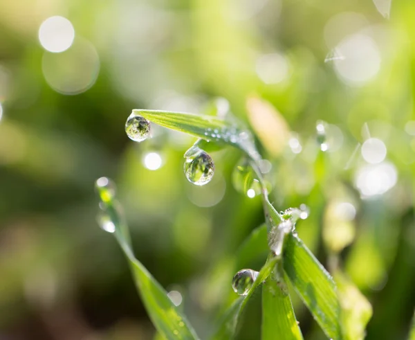 Natur — Stockfoto