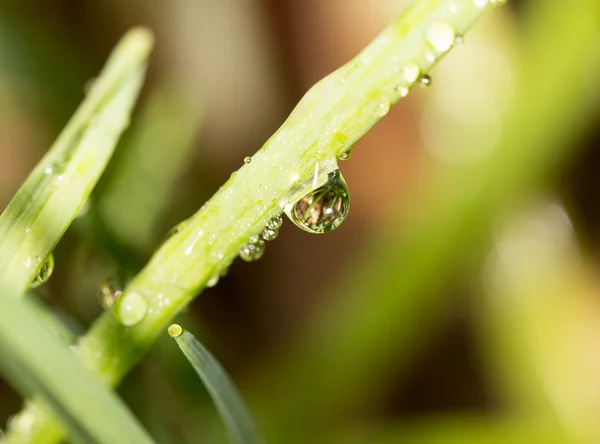 Natur — Stockfoto