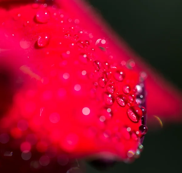 Natuur — Stockfoto