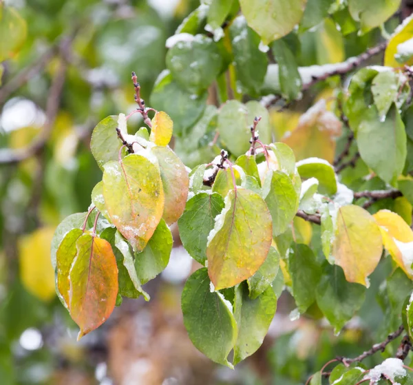 Nature — Stock Photo, Image